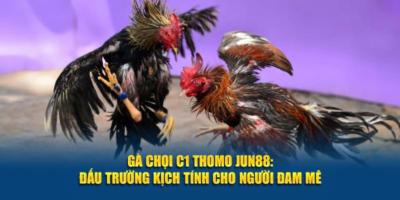 Gà Chọi C1 Thomo Jun88: Đấu Trường Kịch Tính Cho Người Đam Mê 1 Ga Choi C1 Thomo Jun88 Dau Truong Kich Tinh Cho Nguoi Dam Me