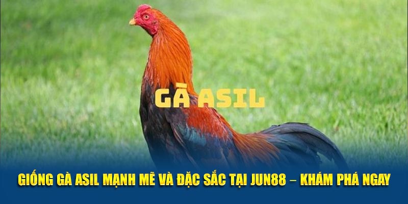 Giống Gà Asil Mạnh Mẽ và Đặc Sắc Tại Jun88 – Khám Phá Ngay 1 Giong Ga Asil Manh Me va Dac Sac Tai Jun88 – Kham Pha Ngay