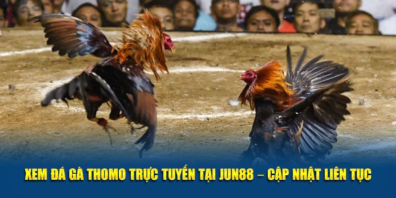 Xem Đá Gà Thomo Trực Tuyến Tại Jun88 – Cập Nhật Liên Tục 1 Xem Da Ga Thomo Truc Tuyen Tai Jun88 – Cap Nhat Lien Tuc